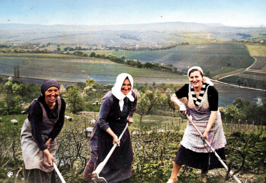 Drei Frauen im Verrenberger Weinberg