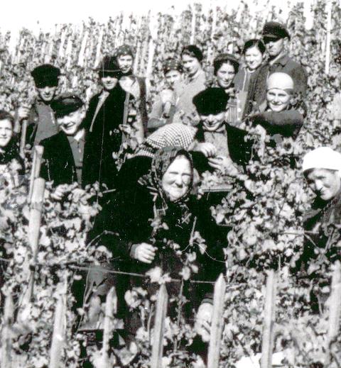 Weinlese beim fürstlichen Weingut in Verrenberg 1937