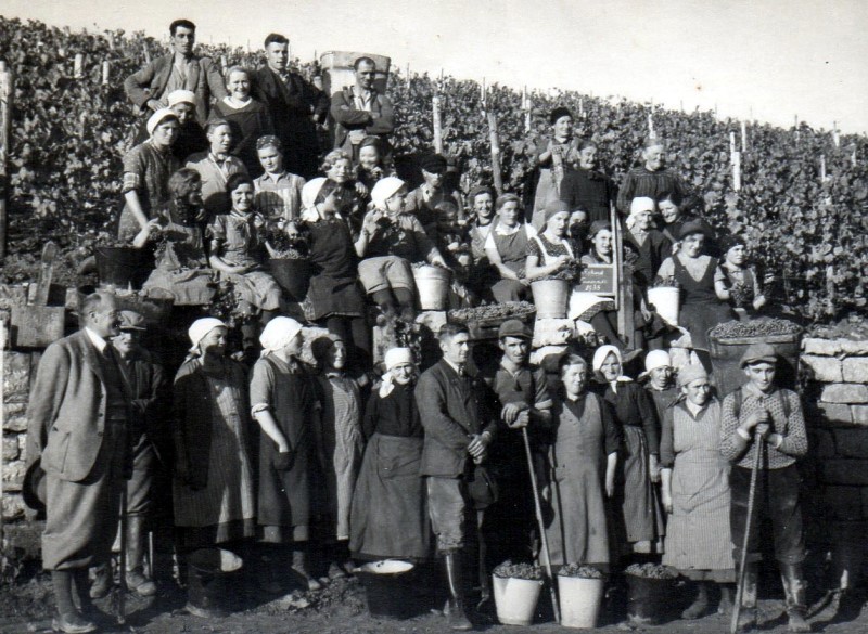 Weinlese beim fürstlichen Weingut in Verrenberg 1935